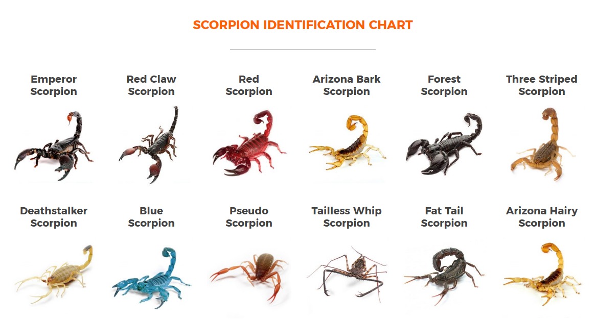 red scorpion animal