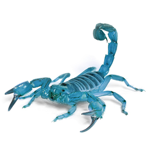 blue scorpion
