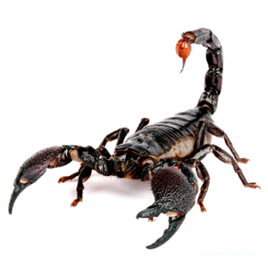 Types of Scorpions - Scorpion Identification Chart, Key, Guide